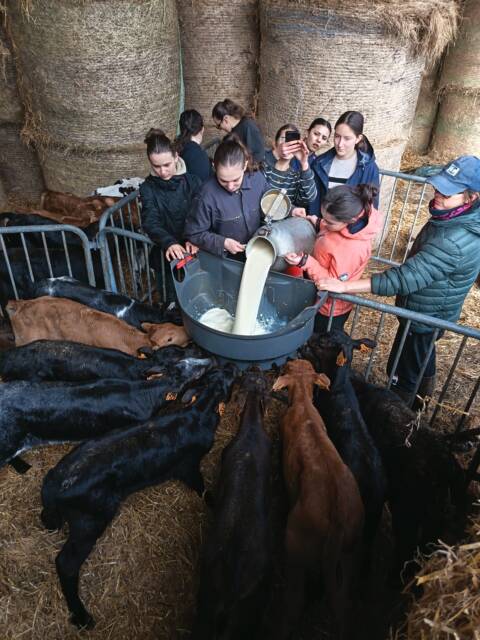 Travaux pratiques de nourrissage de veaux dans une ferme partenaire pour les élève de bac pro CGEA en mars 2026