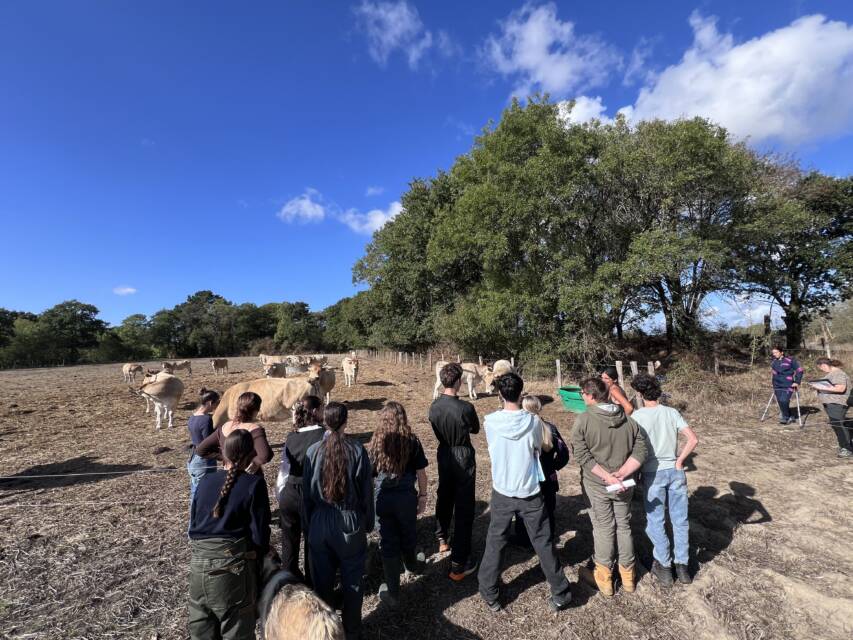 Élèves de Seconde Production animale observant un troupeau de vaches nantaises à Rouans