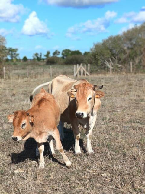 Veau et vache nantaise dans une prairie du marais de Buzay