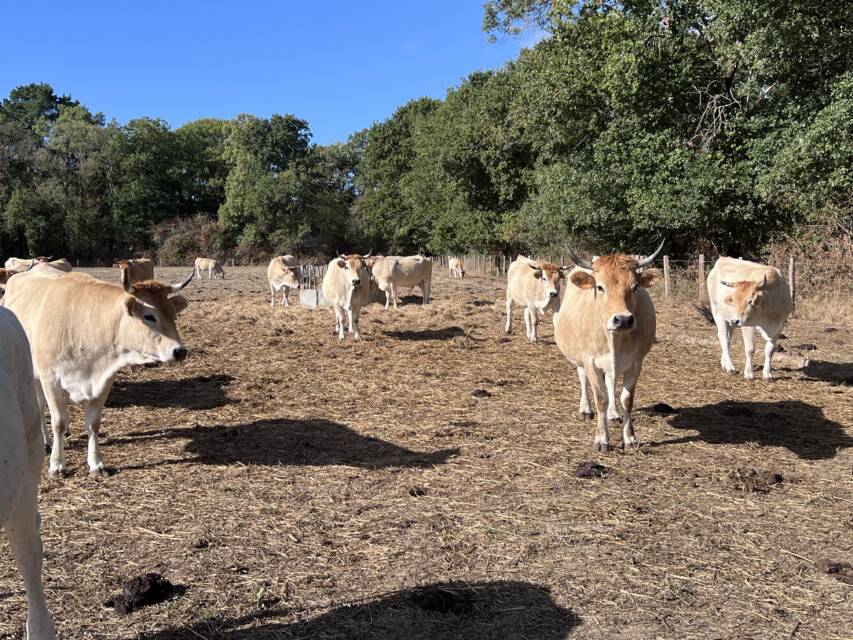 Troupeau de vaches nantaises dans une prairie du marais de Buzay
